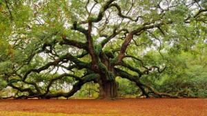 Despite its formidable size and appearance, you will note the conspicuous lack of FRUIT on the tree.